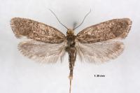 Eriocottis hispanica
