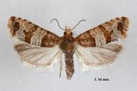 Lobesia indusiana/limoniana