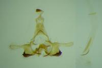 Coleophora oriolella