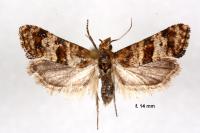 Cochylimorpha cultana