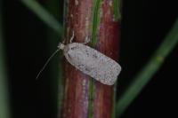Agonopterix scopariella