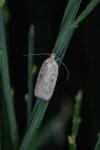 Agonopterix scopariella