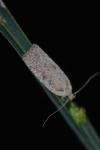 Agonopterix scopariella