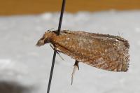 Thiodia lerneana