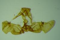 Thiodia lerneana