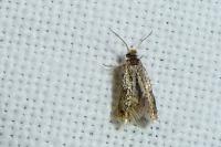 Ectoedemia