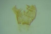 Ectoedemia