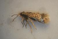 Ectoedemia
