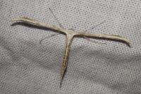 Emmelina monodactyla