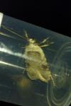 Agonopterix alstroemeriana