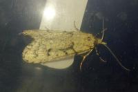 Diurnea fagella