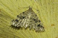 Alucita hexadactyla