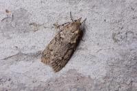 Diurnea fagella