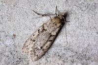 Diurnea fagella