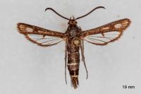 Chamaesphecia mysiniformis