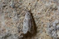Diurnea fagella
