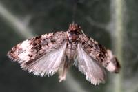 Endothenia marginana