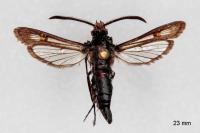Bembecia ichneumoniformis
