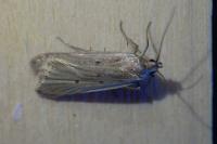 Acompsia pyrenaella