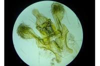 Acompsia pyrenaella