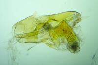 Acompsia pyrenaella