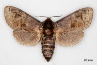 Cossus cossus