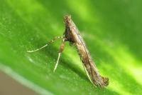 Caloptilia falconipennella
