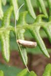 Nematopogon
