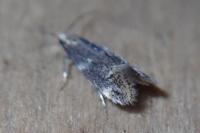 Elachista canapennella