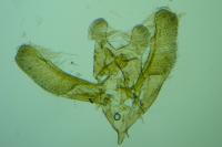 Elachista canapennella