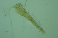 Elachista canapennella