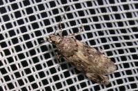 Teleiopsis bagriotella