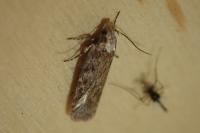 Depressaria pulcherrimella
