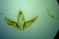 Depressaria pulcherrimella