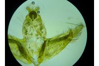 Depressaria pulcherrimella