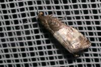 Notocelia cynosbatella