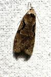 Semioscopis steinkellneriana