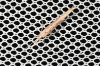 Ypsolopha mucronella