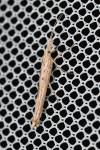 Ypsolopha mucronella