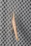 Ypsolopha mucronella