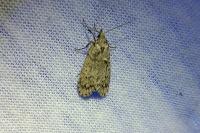Diurnea fagella