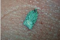 Acleris literana