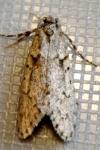 Diurnea fagella