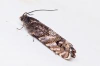 Pammene splendidulana