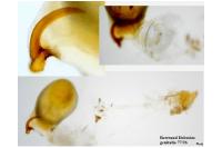 Gracillaria loriolella