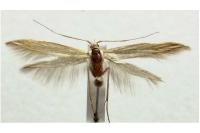Coleophora ochrea