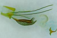 Coleophora ochrea
