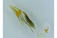 Coleophora ochrea