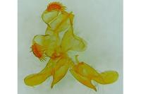 Opogona omoscopa