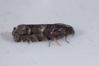 Pammene splendidulana
